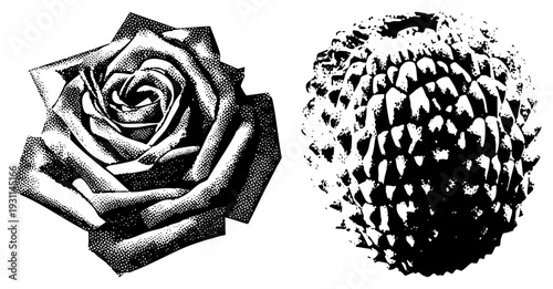 halftone rose with layered petals, spiky spherical fruit texture, vector graphic, art, print design, botanical illustration, isolated foreground elements.