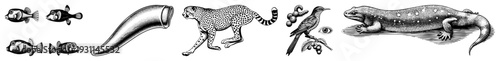 Classic engraved depictions of fish, cheetah, horn, bird with berries, salamander, and eye all rendered in with fine art and hatching.