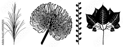 Hand drawn botanical illustrations of grass, protea, vine, and maple leaves, rendered in black ink with intricate and negative space, ideal for design, print, or digital art projects.