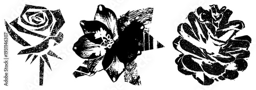 Graphic illustrations of rose, dahlia, and pinecone rendered in bold black shapes with halftone grain, isolated vector art, nature motifs, botanical design, aesthetic.