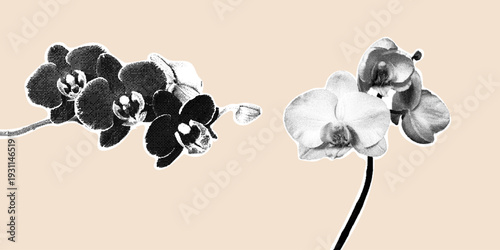 A trendy black and white halftone collage of orchids isolated on a soft beige background. A minimalist floral arrangement with a cut-out sticker effect.