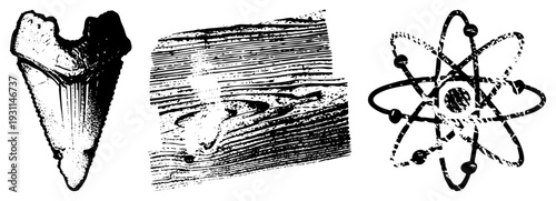 shark tooth with serrated edge, rustic wood grain, atomic model, isolated vector graphics, scientific illustration elements.