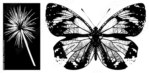 Dandelion seed dispersal mechanism and butterfly wing venation, botanical illustration, nature graphic, black and white vector art, scientific design.