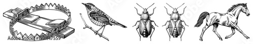 Classic steel trap, detailed bird illustration, beetle studies, dynamic horse in motion all rendered in high contrast art with fine hatching.