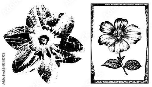 Hand drawn flower with textured petals, vintage botanical illustration, engraved style, framed art print, design, graphic.