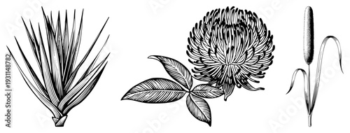 Detailed black and white botanical drawings of yucca plant, clover flower, and cattail stalk, classic engraved style, natural science illustration, flora study.
