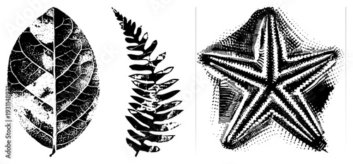 Botanical and marine vector graphics rendered in halftone style, featuring leaf veins, fern fronds, and starfish texture, ideal for eco or oceanic design themes.