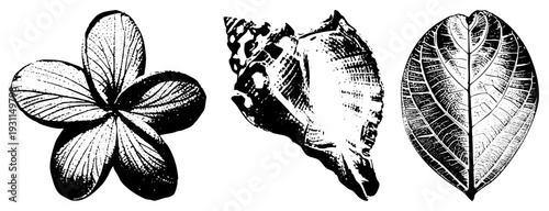 Botanical vector art featuring frangipani flower,, and leaf, rendered in halftone dot style,, isolated nature elements, scientific illustration.