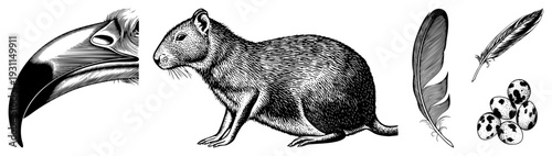 Detailed black and white illustrations of cavy rodent, toucan beak, bird feathers, and spotted quail eggs, rendered in fine hatched, ideal for vintage or natural history design.