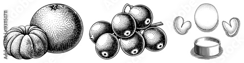 Classic engraved fruit and nut collection including pumpkin, grapes, egg, and beans, rendered in detailed halftone dotwork with vintage botanical illustration style.