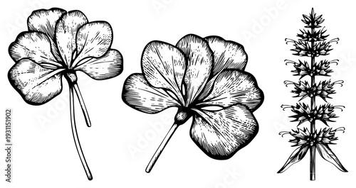Hand drawn botanical illustrations of clover flowers and herb stems, vintage engraved style, black and white vector art, naturalistic plant forms, herbal medicine reference.