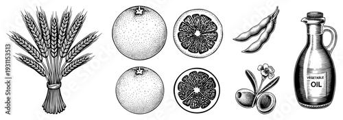 Bundle of wheat stalks, whole and sliced citrus fruits, soybeans, olive branch with fruit, and vegetable oil bottle, rendered in detailed halftone engraving.