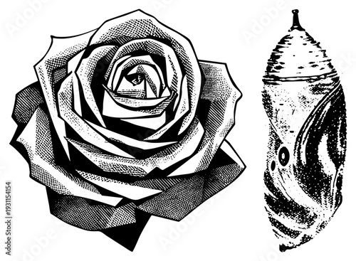 rose petals rendered in halftone, butterfly chrysalis, vintage engraving style, illustration, nature symbolism, transformation art.