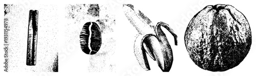 Coffee bean section, seedling sprout, mature fruit, growth stages, botanical illustration, coffee lifecycle, plant anatomy, agricultural graphic.