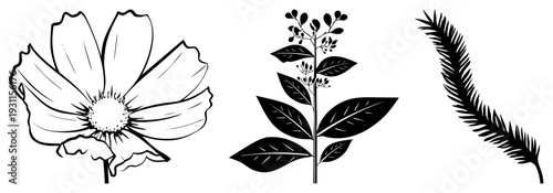 Black art of cosmos flower, leafy stem plant, feather, isolated nature graphics, botanical, vector flora, minimalist plant design.