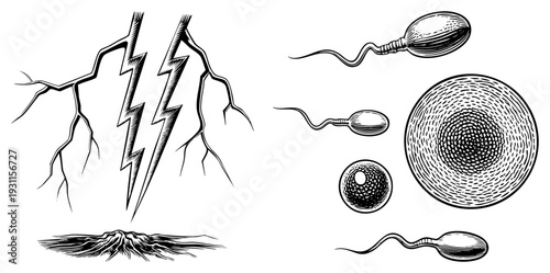 Bolt of lightning splitting earth, sperm cells approaching egg, biological reproduction, scientific diagram, reproductive anatomy, cell fusion, embryonic development.