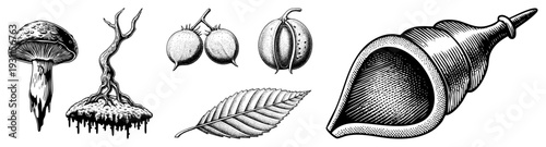 Hand drawn natural elements including toadstool, chestnut, leaf, and conch, rendered in detailed engraving style.