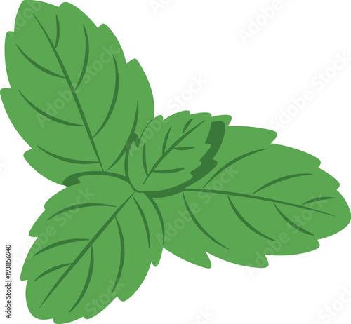 Fresh green mint leaves illustration, aromatic herbal plant, organic kitchen ingredient, natural botanical vector isolated on white background flat design