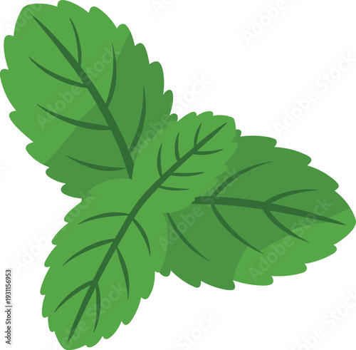 Fresh Green Mint Leaves Illustration, Herbal Botanical Plant Isolated on White Background for Natural Food and Wellness Design Concept Art