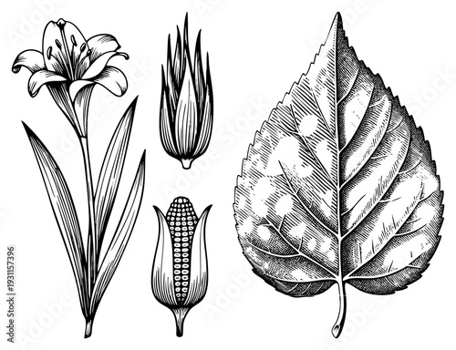 Hand drawn botanical elements including lily flower, corn cob, and leaf with intricate hatching, ideal for nature design, educational use, or print.