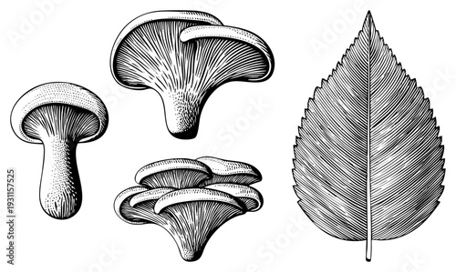 Vintage style engraved mushrooms and leaf, mycological specimen, natural science drawing, botanical art, hand drawn vector, flora illustration, scientific diagram.