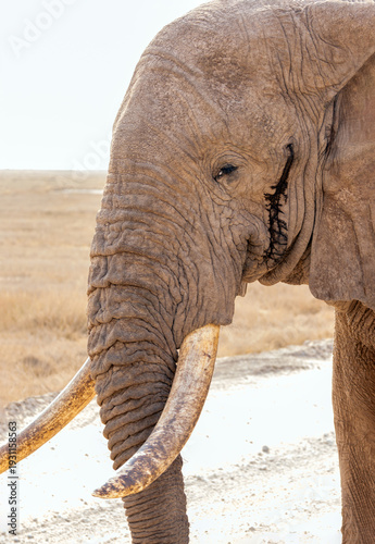 Φωτογραφία Close up of African elephant bull tusker in musth who was in Amboseli National P