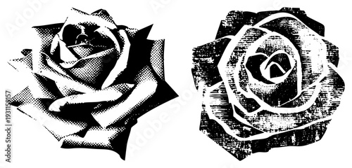 Classic rose flowers rendered in halftone dot, graphic art, vintage aesthetic, design, stylized petals, retro illustration.