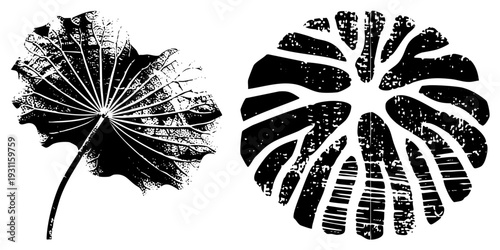 Artistic vector leaf cutouts with textured distress, deliciosa and lotus leaf, botanical graphic, black and white stencil style, nature inspired design.