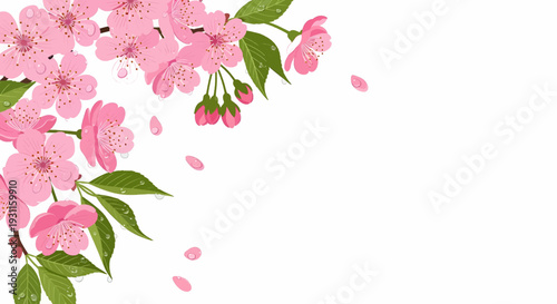 Beautiful pink cherry blossoms with green leaves and delicate falling petals. An elegant spring floral corner illustration on a clean white background, ideal for decorative designs