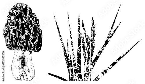 Morel mushroom with detailed ridges, grass blades with stippled texture, botanical vector art, nature illustration, graphic, isolated elements, stylized flora.