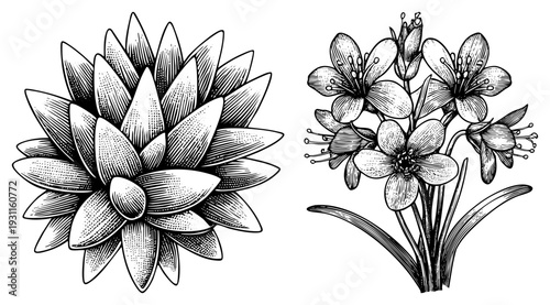 Hand drawn ink sketch of lotus bloom and wildflower cluster, botanical art, engraved style, vector design, naturalistic illustration.