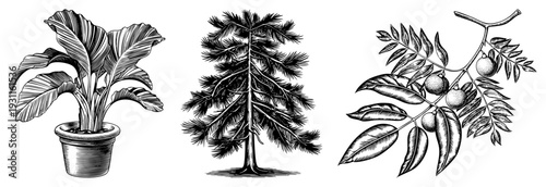 Detailed botanical drawings of a potted tropical plant, coniferous pine tree, and branch with fruit and leaves, rendered in classic engraved style with and shading.