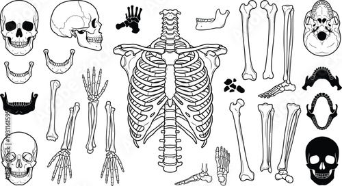 Detailed Human Skeleton Anatomy Illustration Set, Skull, Rib Cage, Spine and Bones Collection, Medical Educational Vector Isolated on White Background