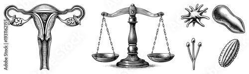 Anatomical diagram of uterus and ovaries, classical balance scale, spermatozoa, and egg cells, engraved style, educational vector graphic.