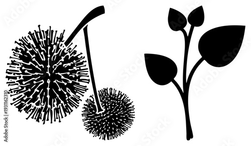 Stylized burdock seed heads with spiky texture, young plant sprout with leaves, minimalist botanical vector, nature, flat design graphic.
