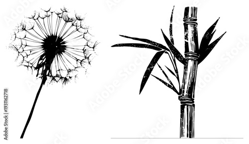 Black ink dandelion with seed parachutes, bamboo stalk with leaves, vintage etching style, botanical illustration, nature art, vector.