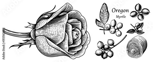 Hand drawn botanical vector set featuring rose bud, Oregon Myrtle leaves and berries, section log, engraved style, black and white art, nature illustration.