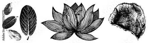 Detailed botanical sketches of leaves and a lotus flower, rendered in black ink with hatching and hatching, ideal for nature inspired design or print.