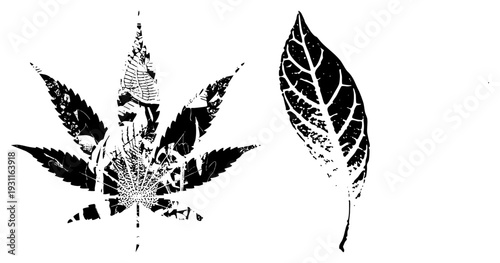 Graphic illustration of leaf with intricate vein and shattered texture, isolated botanical, abstract leaf silhouette, vector art with distressed effect.