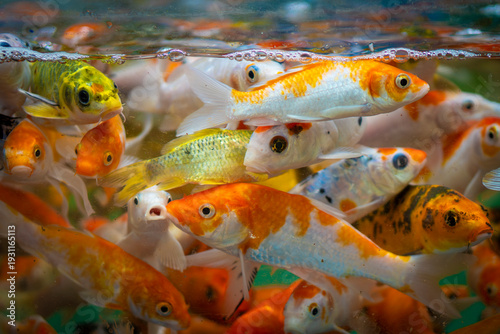 fish in aquarium