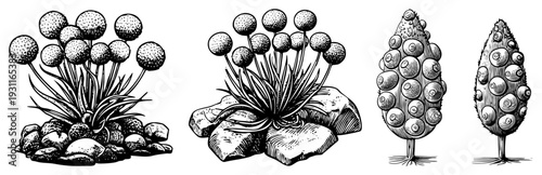 Hand drawn succulents featuring spherical flower clusters, textured leaves, and rocky bases, rendered in halftone stippling and hatching, ideal for botanical design or garden decor.