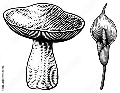 Botanical illustration of mushroom and calla lily using halftone dots and hatching, vector art, nature study, vintage engraving style.