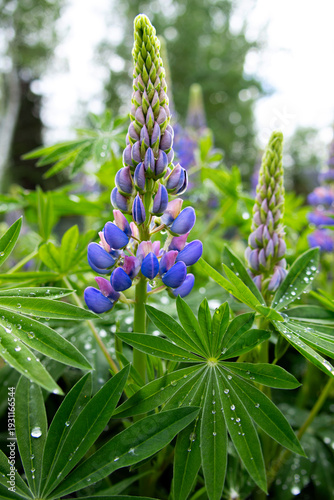 Bunch of beautiful purple lupins are blooming in the summer garden after the rain, drops of water on leaves, trees on the background.
