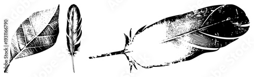 Stylized feather and leaf graphics in, halftone texture, vintage engraved style, isolated vector art, nature motif, graphic design element.