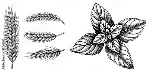 Detailed botanical sketch of wheat stalks and mint sprigs, vintage engraving style, herbal illustration, culinary herb, grain crop, natural flora, rustic design.
