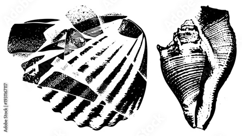 Black and white halftone illustrations, scallop with ridges and conch with spiral, vintage woodcut style, marine life art, isolated vector graphic.