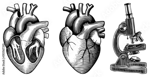 Detailed black and white heart anatomy sketches, medical illustration, scientific drawing, educational diagram, human circulatory system, scientific equipment, lab microscope.