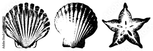 Vector sea creatures with halftone texture, scallop and starfish, ocean wildlife graphics, marine biology illustration, beach set.