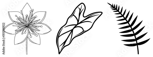 Stylized flower with stamens, broad leaf with veins, fern frond, vector, botanical illustration, nature design, isolated elements.