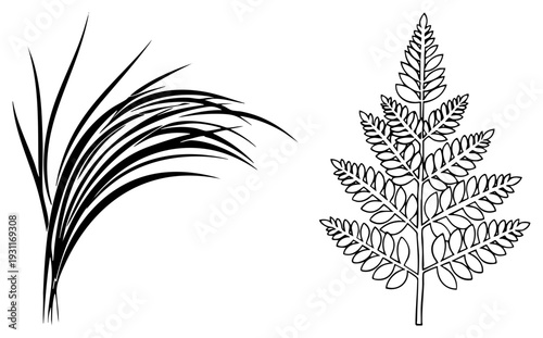 Black grass blades and fern frond, minimalist plant graphics, botanical vector art, nature design elements, isolated foliage shapes.